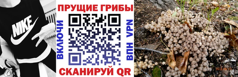 Купить закладки  Луга  Псилоцибиновые грибы Cubensis 
